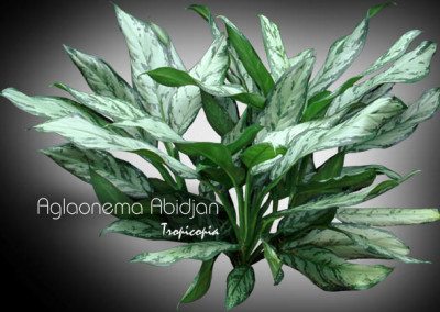 The Chinese Evergreen
